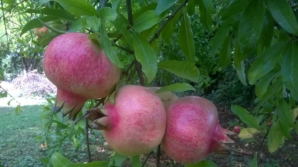 Il Casale Dell'ara Delle Rose Frühstückspension